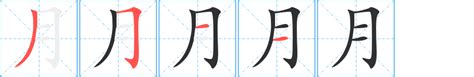 月字部首的字|月部